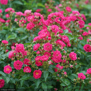 Rose, Oso Easy Peasy #3